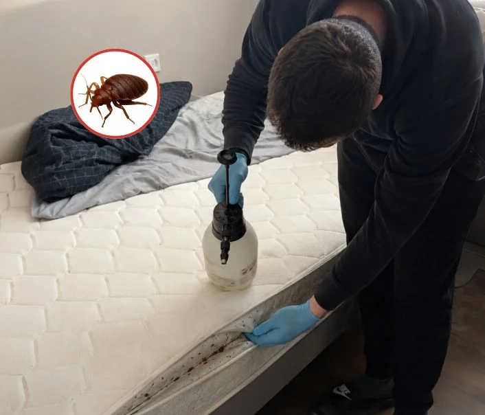 Technicien traitant un matelas contre les punaises de lit à Septeuil